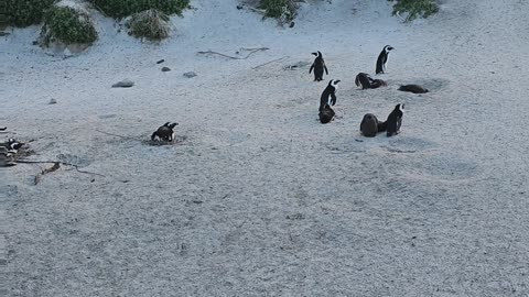 Cape Town penguins