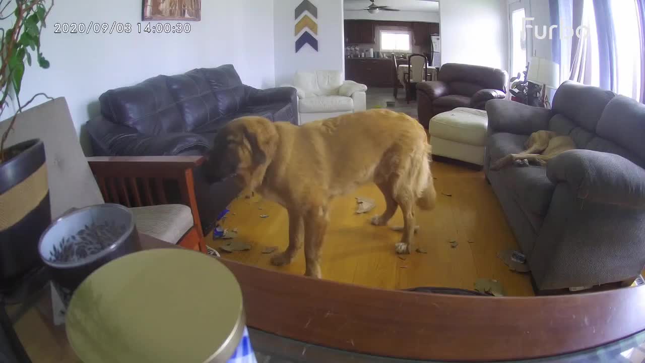 Owner caught dog chewing on her furniture
