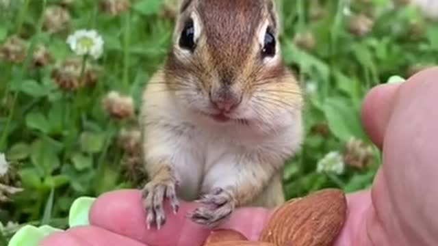 📹 Awesome Funny Pet Animals Videos 😇