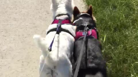 White and black dog walk close together