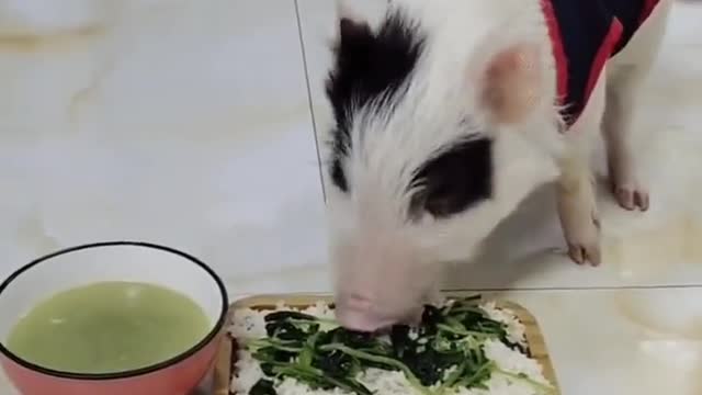 Vídeo engraçado, será que estava com fome