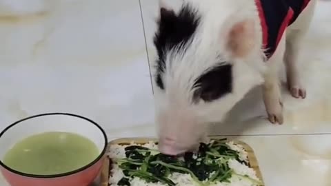 Vídeo engraçado, será que estava com fome