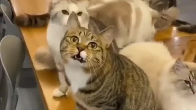 funny cat