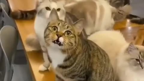 funny cat