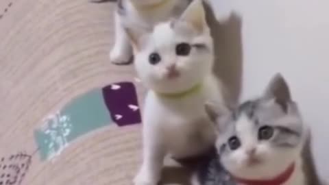 Cuties dancing in baby rhymes