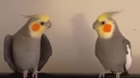 Funny animal