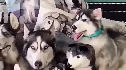 The huskies hiding in the husky dolls