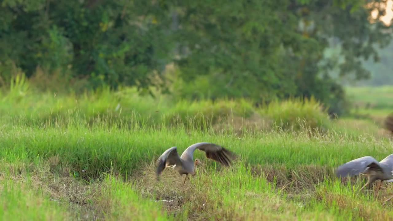 Small cranes