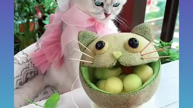 Cute and Funny Cat Videos Compilation _#short