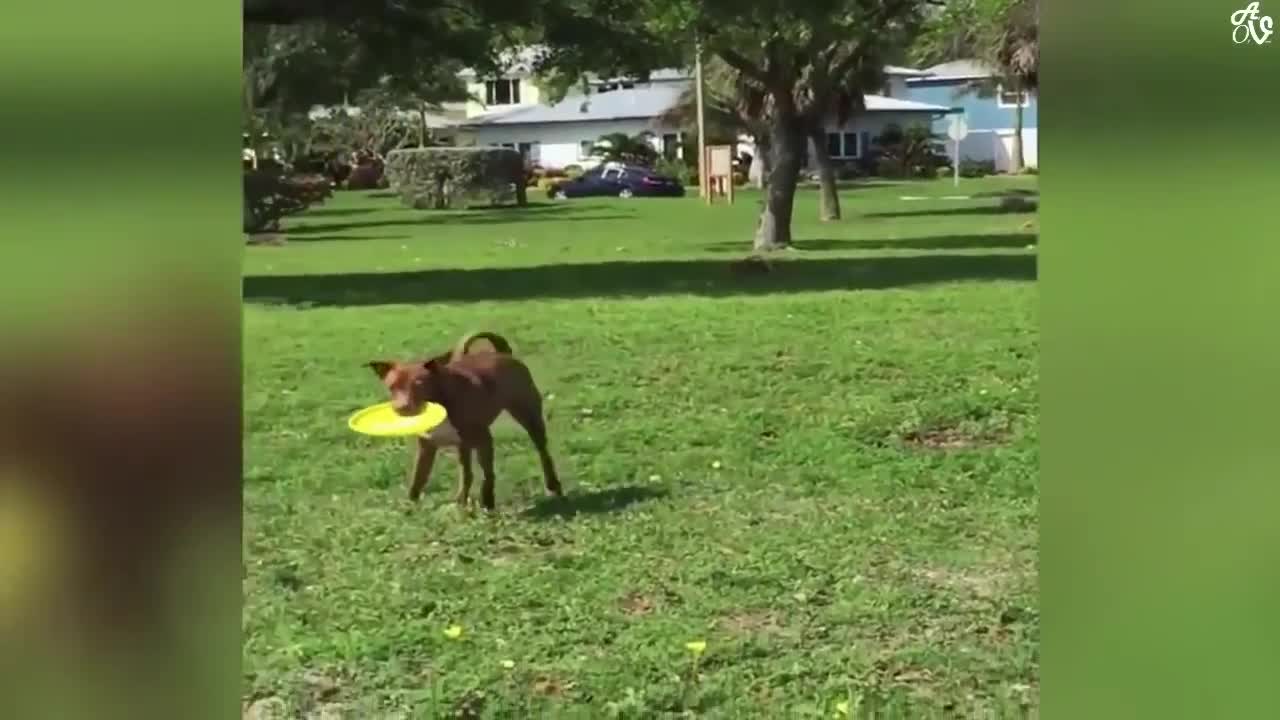 Try Not To Laugh Watching Funny Animals Compilation _ Funniest Animals Vines 2021
