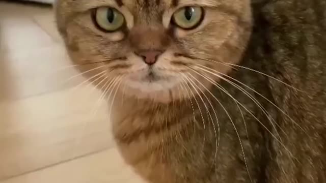 Cats are amazing 😂😂😂