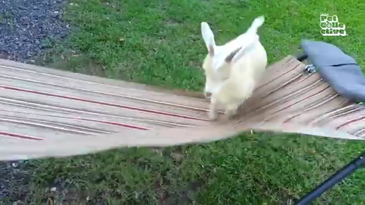 Animal, funny video