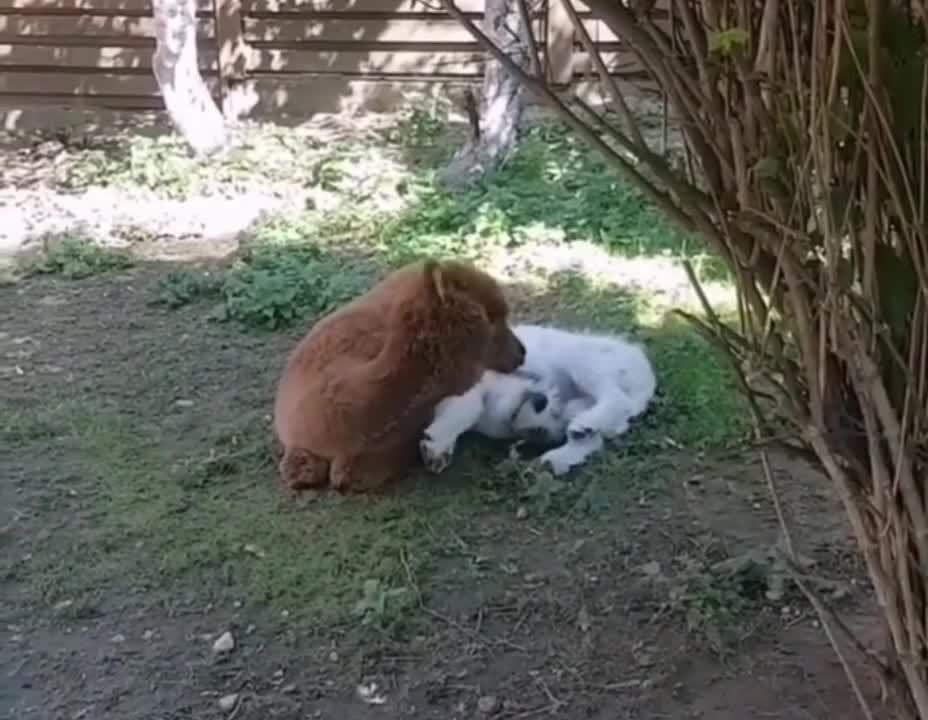 Beautiful video of another true love of animals