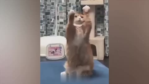 Funny cats and dogs # 9