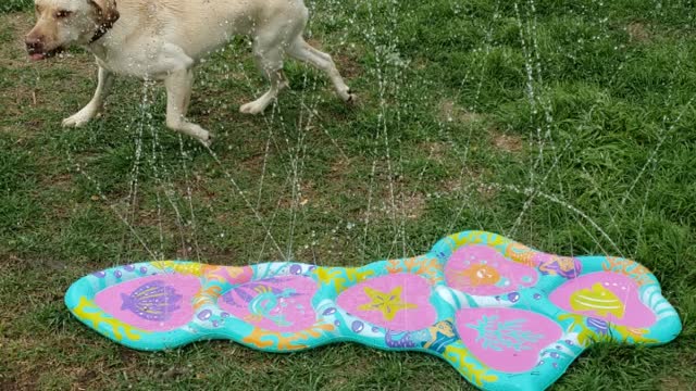 Dog playing water game