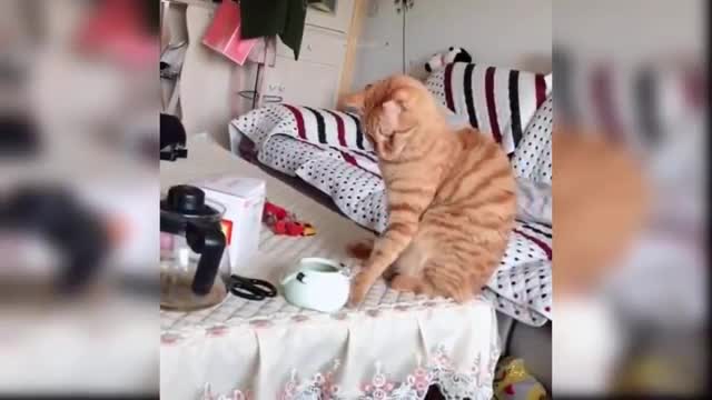 funny cats Change your Mind 2021 (new)