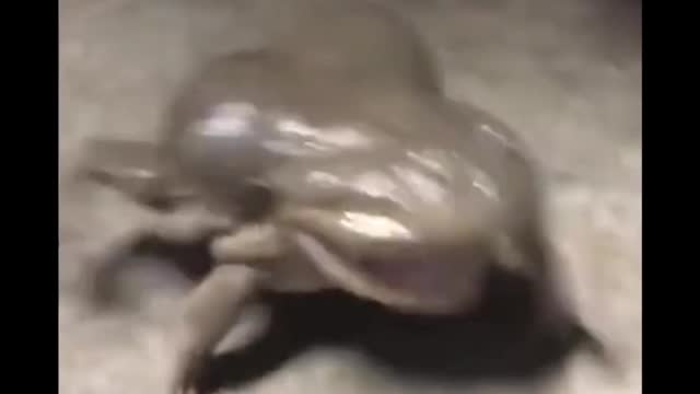 Noisy frog.