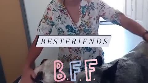beautiful dogg, Super funny dog videos 🐶