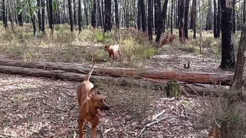 Happy Ridgebacks Hopping About The Aussie Bush