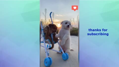Try not to laugh. Funny videos pets