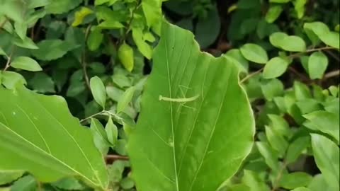 The daily life of the praying mantis