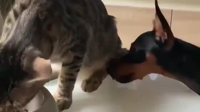 An unselfish cat shares food with a dog