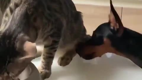 An unselfish cat shares food with a dog