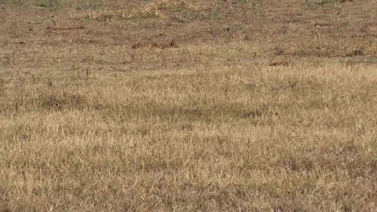 Buffalo