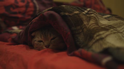 Scottish fold tabby kitten sleeping on sofa, Pan shot