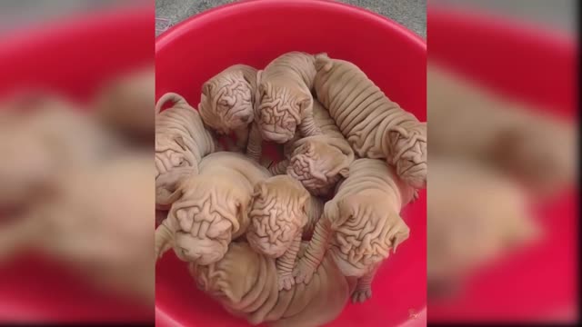 Baby Dogs - Cute and Funny Dog Videos Compilation