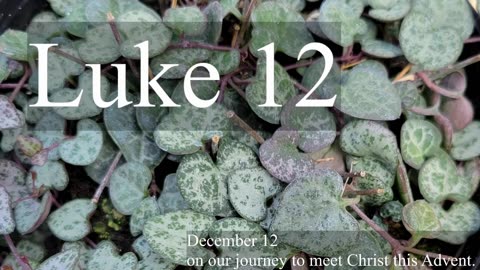 Luke 12