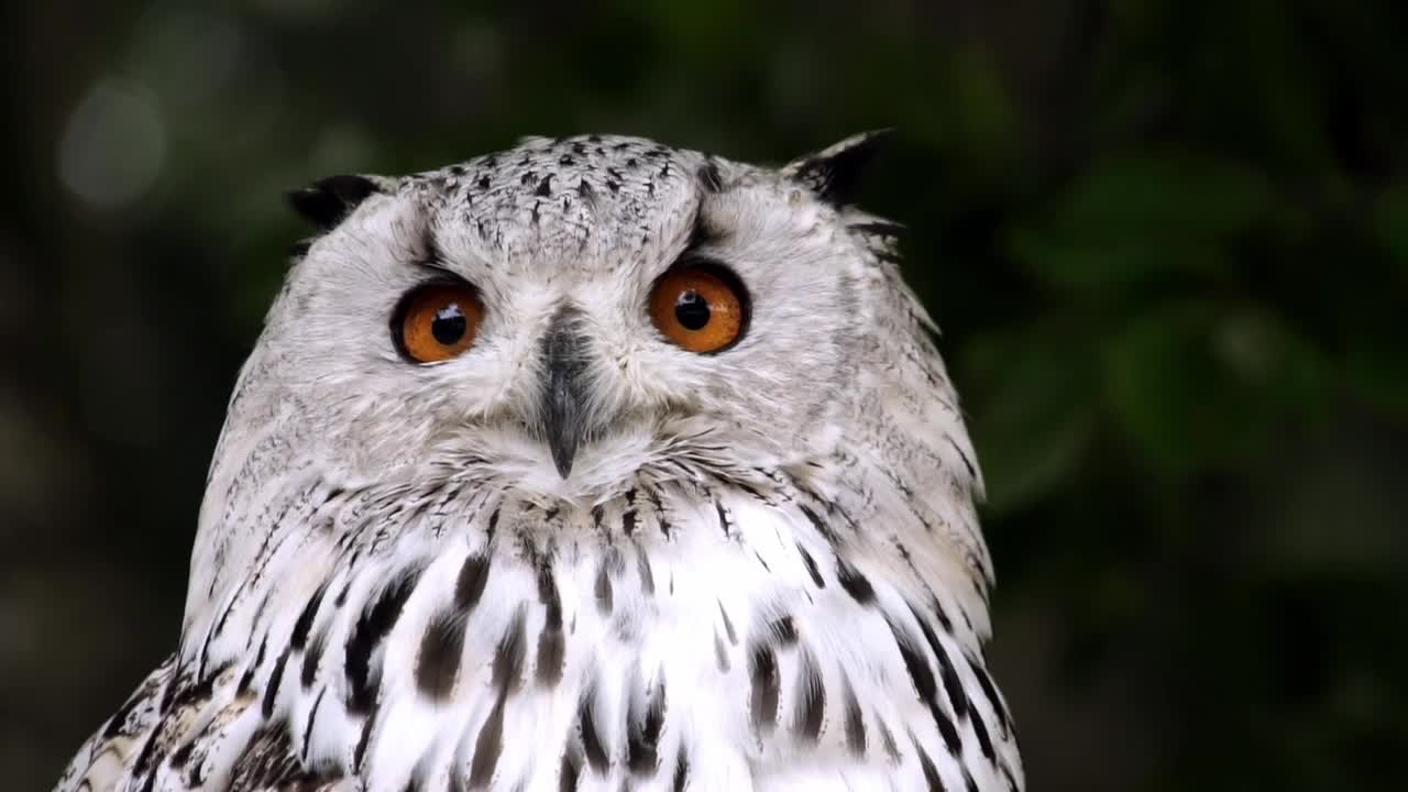 See a very beautiful owl bird