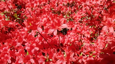 Red petals are so bright