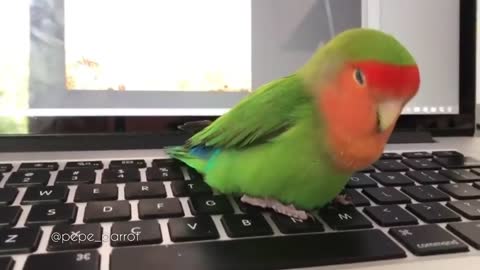 Sleepy Watermelon 🍉