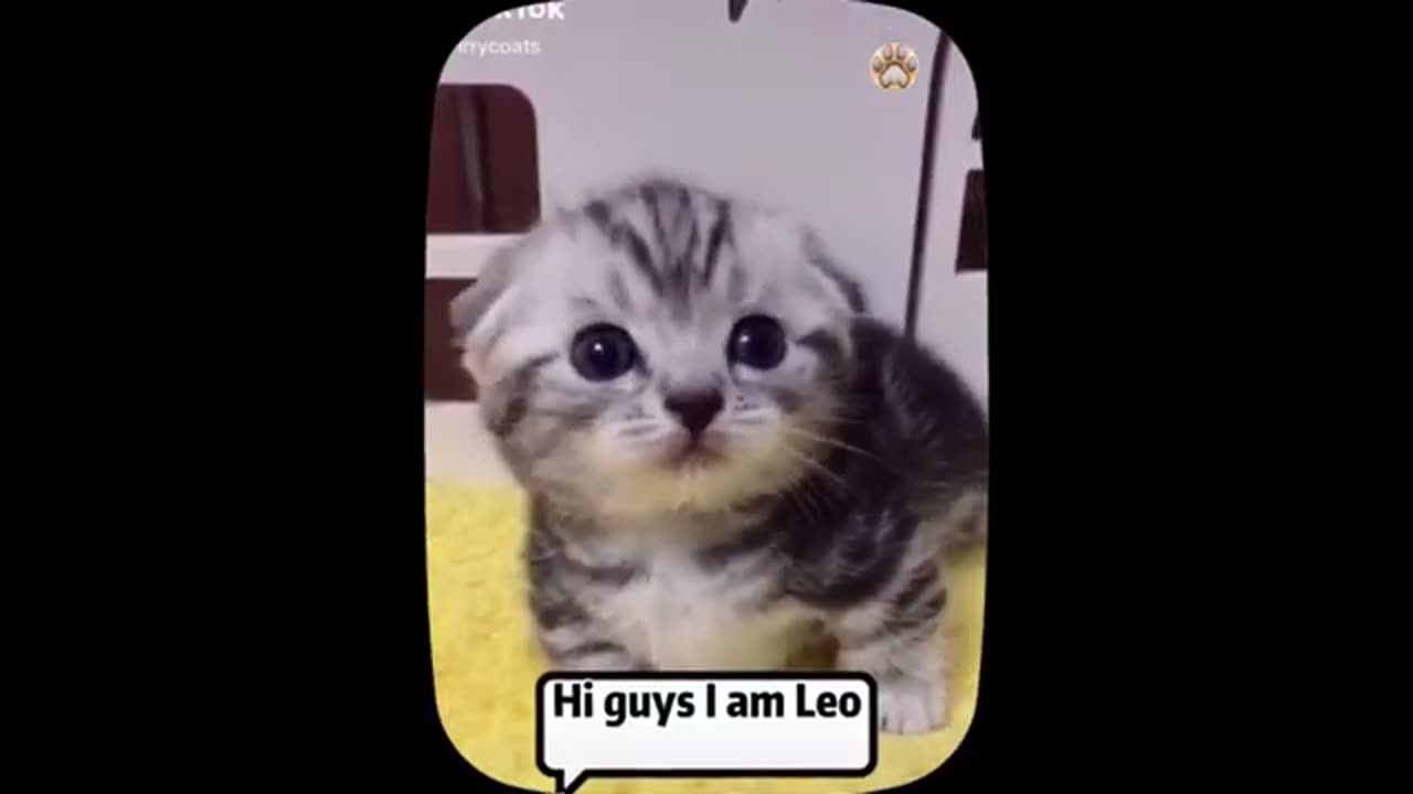 cute little Animal cat video