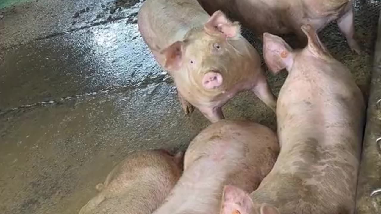 Pigs Silent On Command