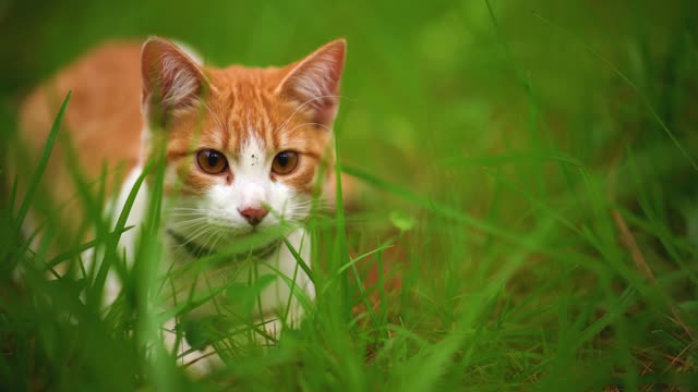 Cat pretends to sleep to avoid taking her medicine