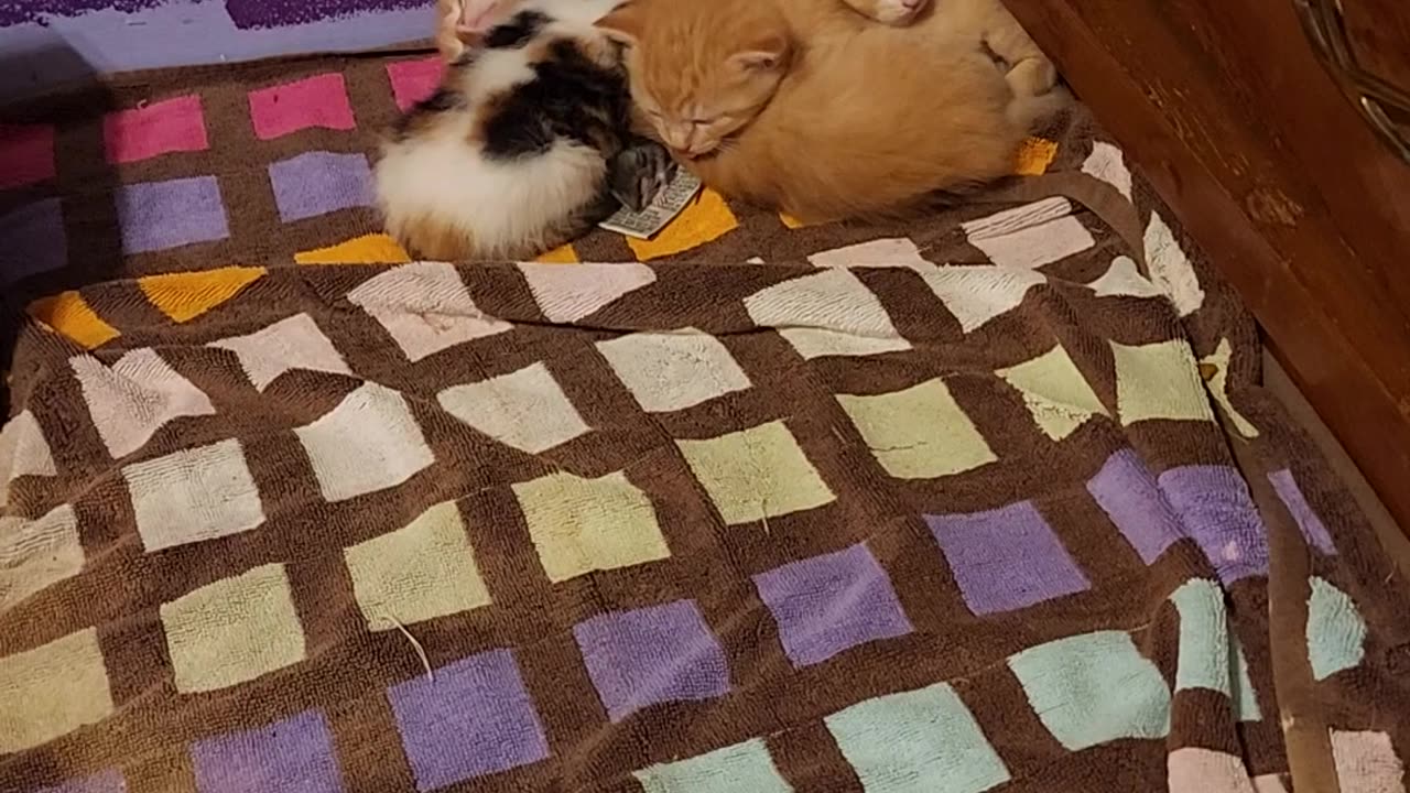 Kittens Adopt a Pet Mouse