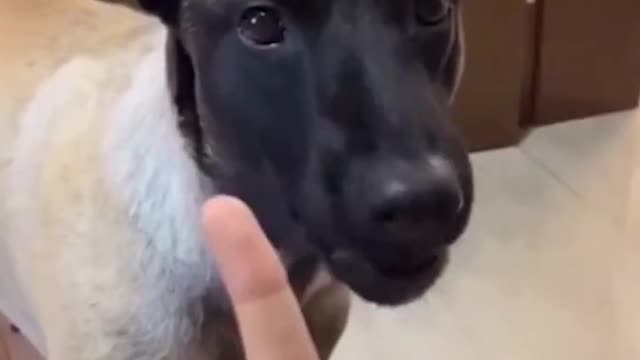 Funniest cats and dogs part 1