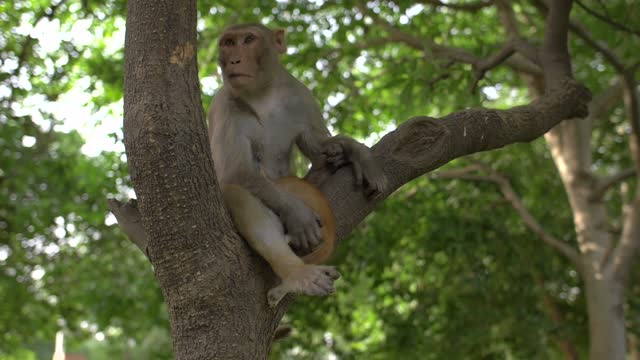 Monkey Sitting in a Tree Holding a Cat