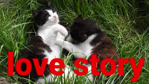 Cats love story,loving cats play loving,come with me,