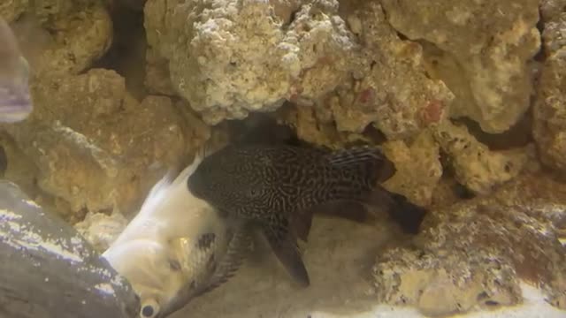 The fish eat fish