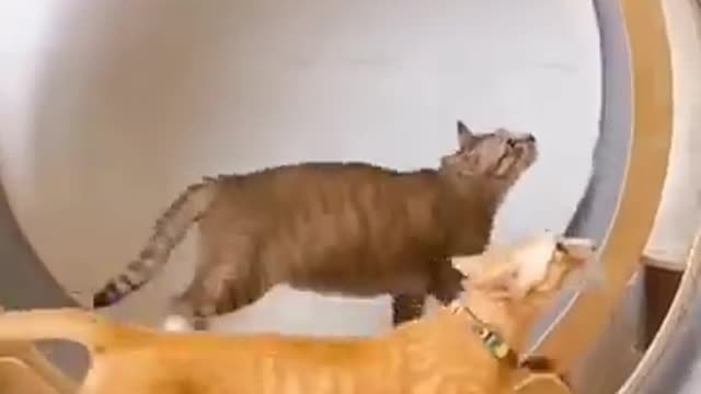 Funny animals