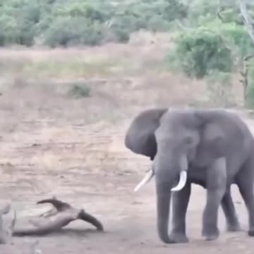 Elephant Vs Rino | Cute Wild Animals