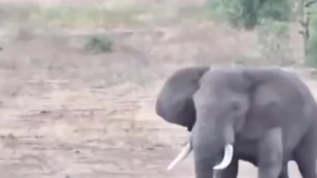 Elephant Vs Rino | Cute Wild Animals