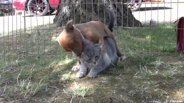 Ten - 10 Pit Bull Puppies and 1 Brave Kitten and 1 Happy Pug