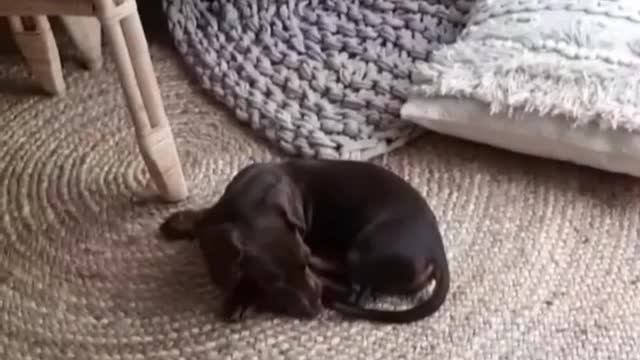 Ditsy Dachshund Darts Right into Chair