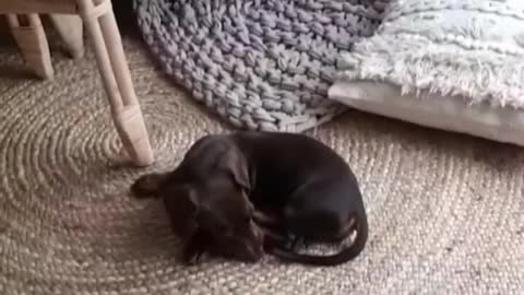 Ditsy Dachshund Darts Right into Chair