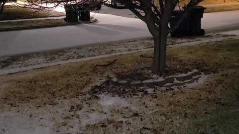 "Snow" in Texas