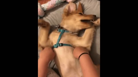 Gif video of dog playing with its owner